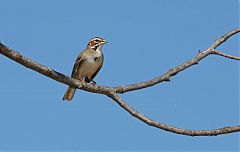 Lark Sparrow